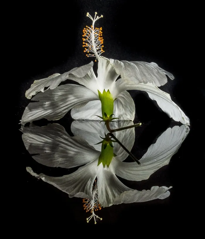 芙蓉花，开花，花，白，棉花糖