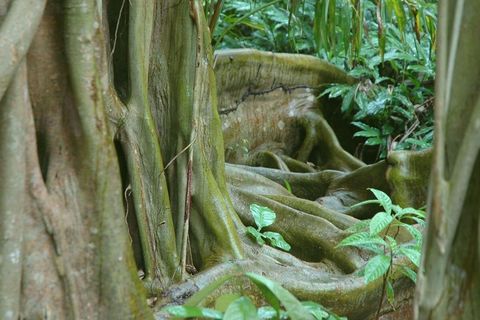 根，丛林，伯利兹，树，有机，农业
