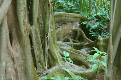 根,丛林,伯利兹,树,有机,农业 根,丛林,伯利兹,树,有机,农业