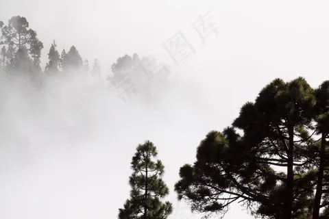 雾,轮廓,松树,树木,神秘,景观 雾,轮廓,松树,树木,神秘,景观