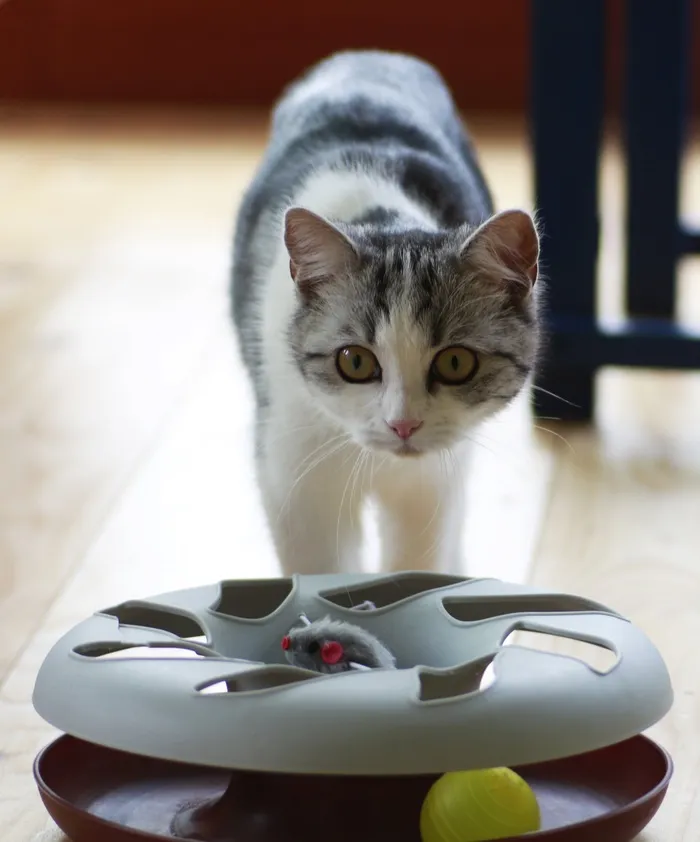 猫，小型，玩具，家猫，宠物，迷人，小猫