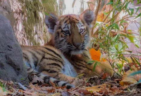 虎，年轻的动物，幼小虎，虎崽，可爱