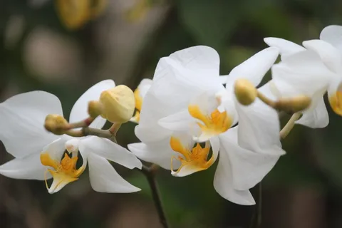鲜花,兰花,兰花月,性质,开花,白 鲜花,兰花,兰花月,性质,开花,白