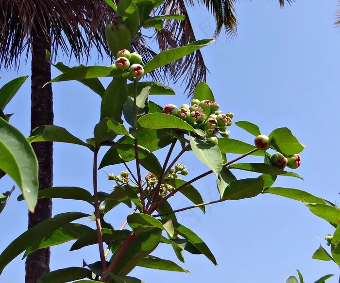 玫瑰苹果，蒲桃，未成熟，水果，热带