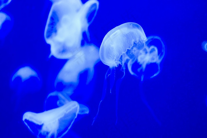 水母，水生生物，水族馆，海洋生物
