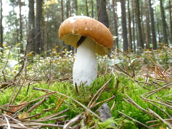 真菌，蘑菇，秋季，自然