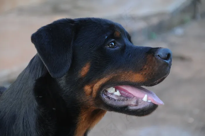 罗威纳犬，狗，动物，宠物，家畜，犬