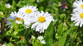 春天，花，草地