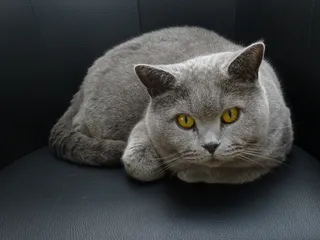 猫，«Top»，潜伏，眼睛，好奇