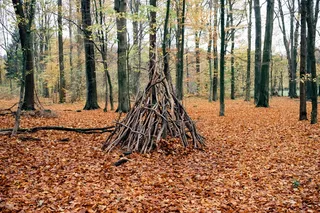 植物,树,银杏林,落叶,图画,帐篷庇护所