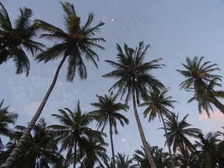 棕榈树，棕榈花园，棕榈树森林，傍晚的天空