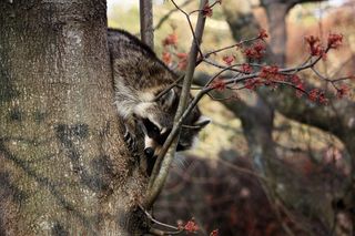 浣熊，蒙面，动物，野生动物，野生，动物学