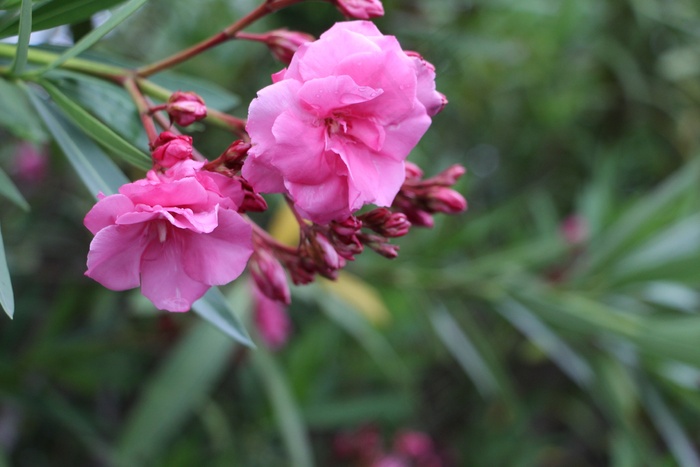粉红色的花，束鲜花，春天