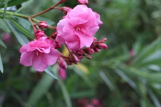 粉红色的花，束鲜花，春天