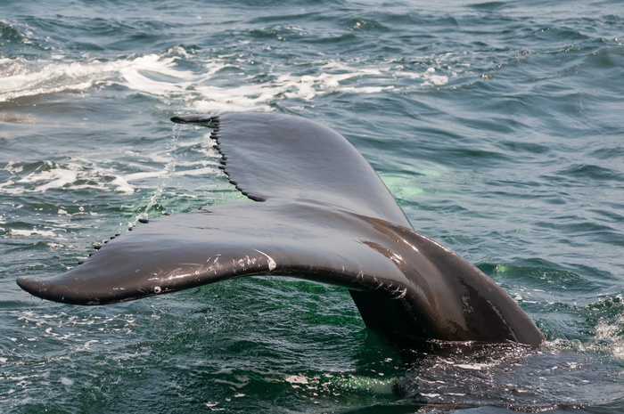 海洋，鲸鱼，尾巴，蒙特雷，加利福尼亚