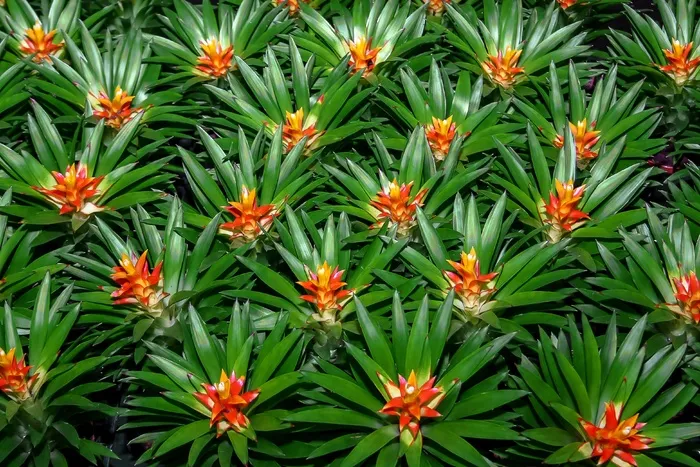 凤梨科，植物，自然，丛林，热带地区，植物群