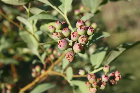 车削，蓝莓，绿色蓝莓，蓝莓布什