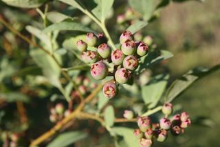 车削，蓝莓，绿色蓝莓，蓝莓布什