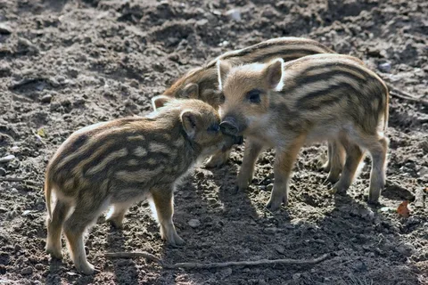野猪，野猪，森林，自然，小猪