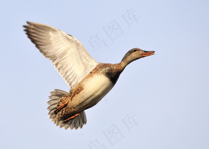 鸭，飞行，野鸭母鸡，野生动物，自然，飞行