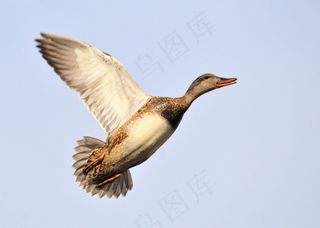 鸭，飞行，野鸭母鸡，野生动物，自然，飞行