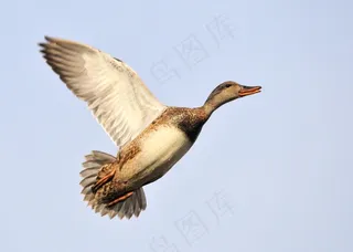 鸭，飞行，野鸭母鸡，野生动物，自然，飞行