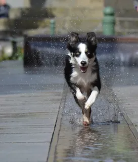 边境牧羊犬，喷泉，城市，水，喷泉城