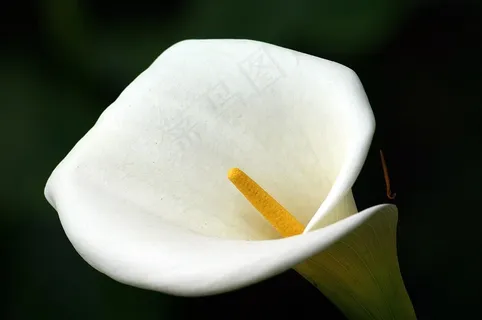 马德拉,鲜花,葡萄牙,植物区系,开花,盛开 马德拉,鲜花,葡萄牙,植物区系,开花,盛开