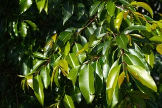 树木，把手，叶子，自然