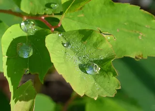 雨滴，叶子，树，枝杈，绿色，自然，森林
