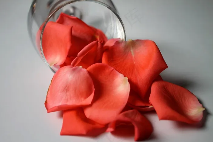 玫瑰花瓣，花瓣，罗莎，花，植物，饰品
