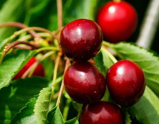 樱桃，樱桃，红色水果，花园