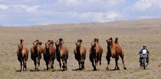 蒙古，骆驼，游牧民族，沙漠