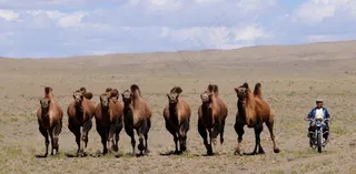 蒙古，骆驼，游牧民族，沙漠