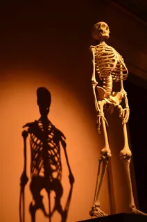 骨架，阴影，人体，解剖，骨骼，皮影戏