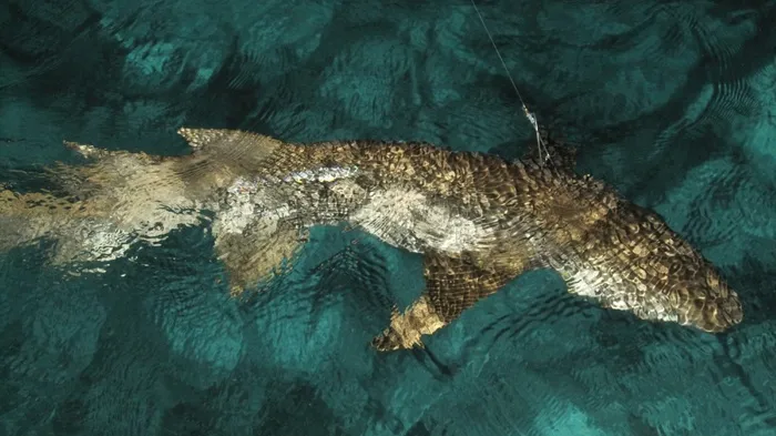 鲨鱼，钓鱼，渔获，困，钩，海，狩猎