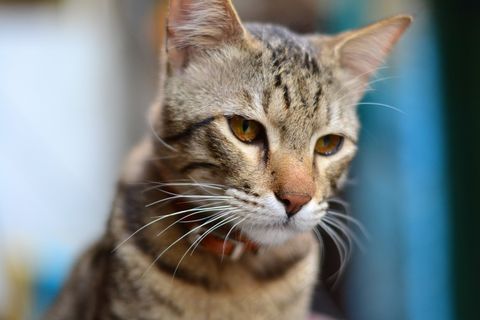 猫，宠物，小猫，可爱，家养，小猫