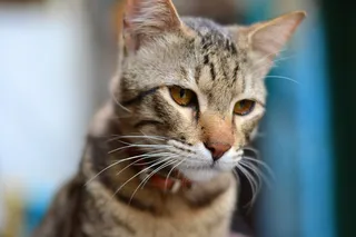 猫，宠物，小猫，可爱，家养，小猫