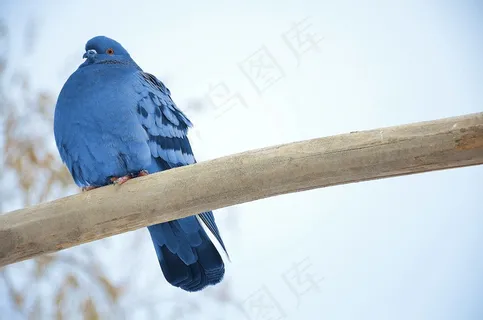 鸽子,动物,鸟,飞行,翅膀,鸽子,鸟类 鸽子,动物,鸟,飞行,翅膀,鸽子,鸟类