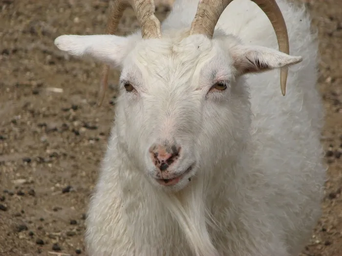 山羊，动物，农场