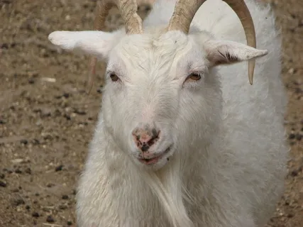 山羊，动物，农场