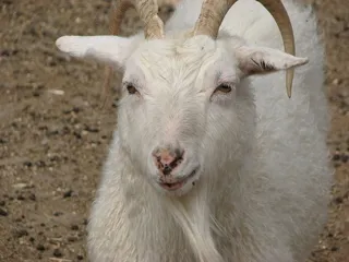 山羊，动物，农场