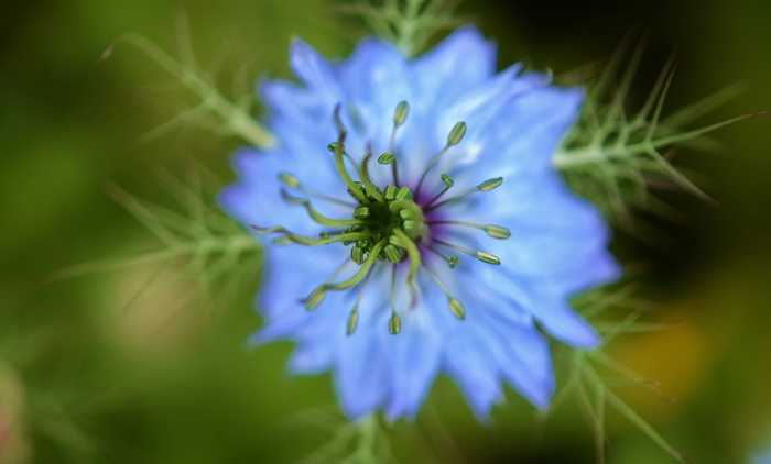 花，自然，春天，自然，夏天，植物，花的