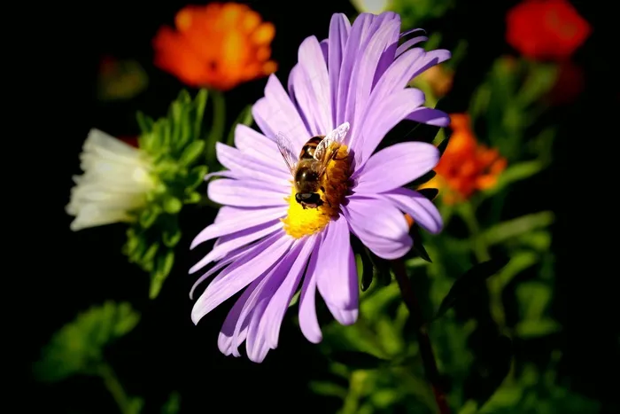 蜜蜂，授粉，花，紫色