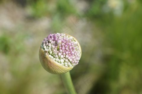 韭菜，花，开花，盛开，植物群，性质，春天