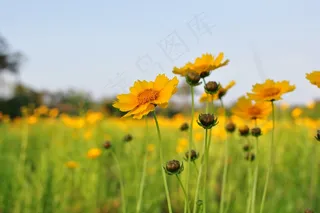 鲜花，黄色，原野，开花