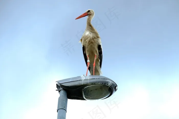 鹳，路灯，休息，灯笼，休息，恢复