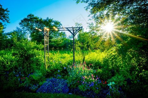 花园，鲜花，自然，花的，开花，夏天，绿色