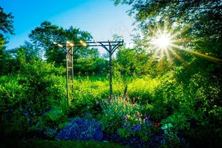 花园，鲜花，自然，花的，开花，夏天，绿色