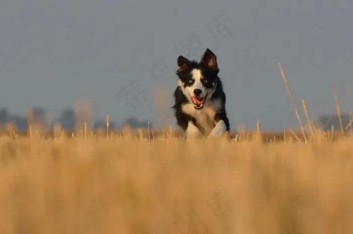 边境牧羊犬，猎狗，原野，夏天